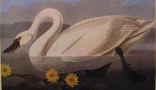 Le Cygne d’Audubon