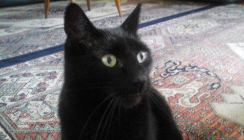 Propose garde de votre chat à mon domicile