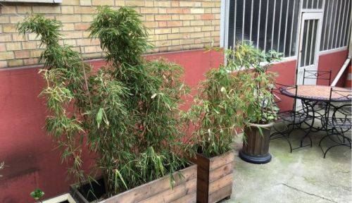 Une photo de l’annonce