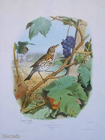 La Grive d’Edouard Travies - Chasse - Vénerie
