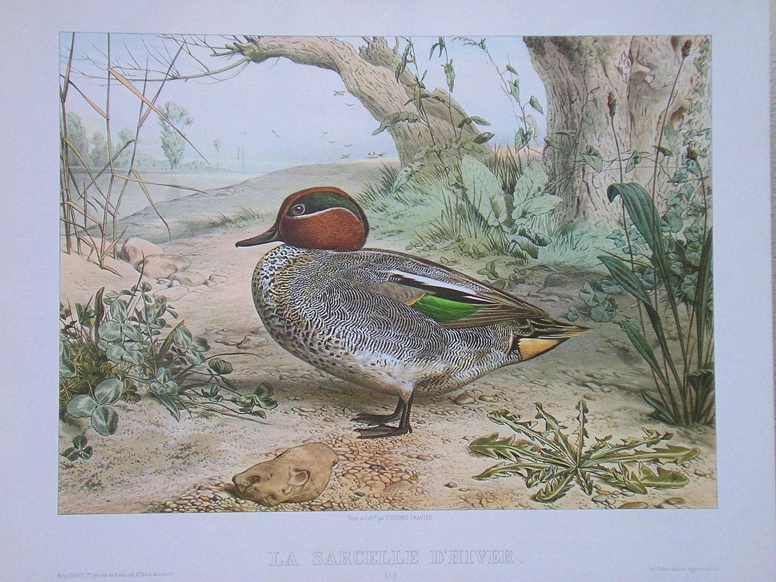 La Chasse à la Sarcelle d'Edouard Travies - Chasse - Vénerie