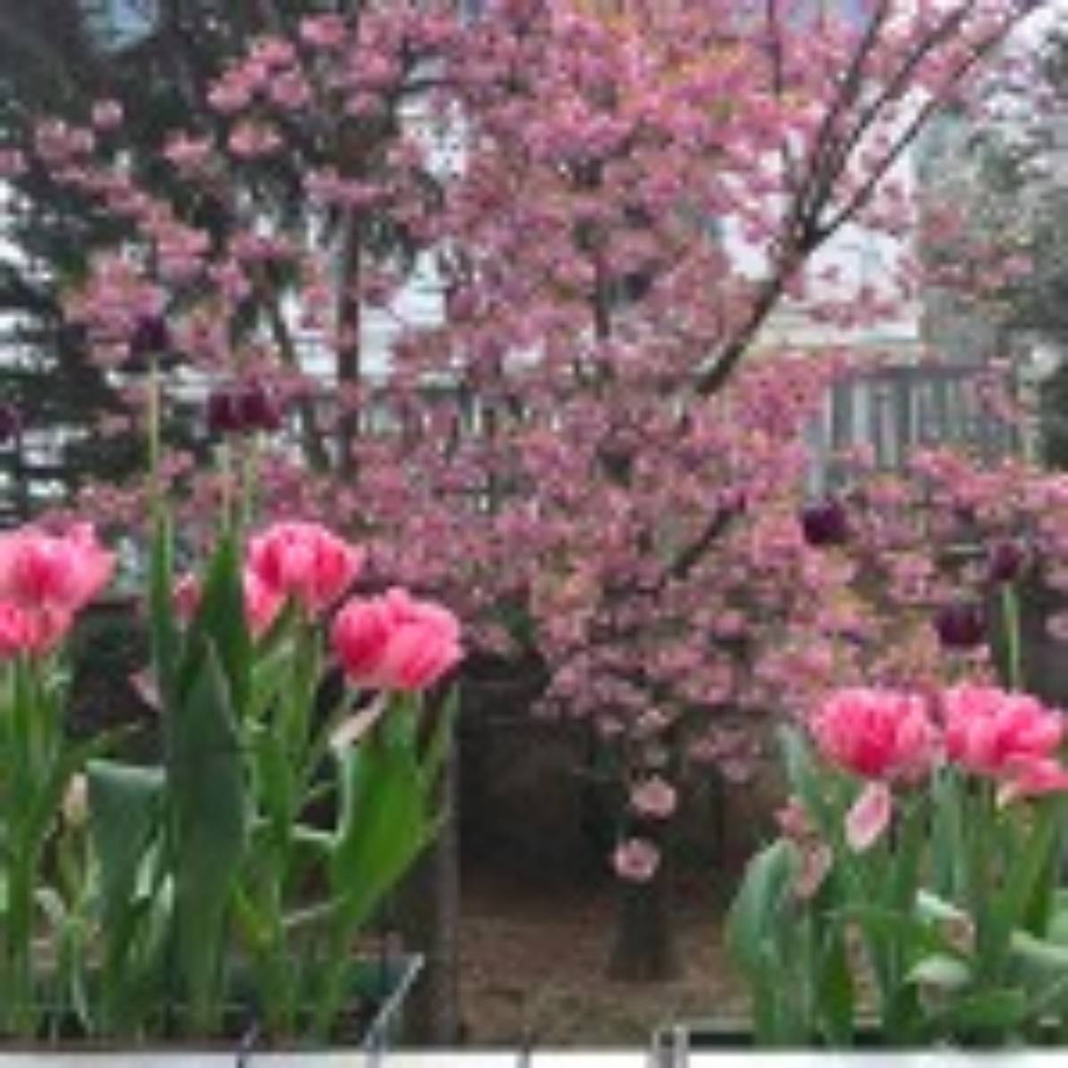Loue appartement quartier Roland Garros - 2 couchages - Paris 16ème