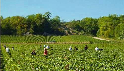 Recrute H/F Vendangeurs en Bourgogne à partir du jeudi 23 septembre