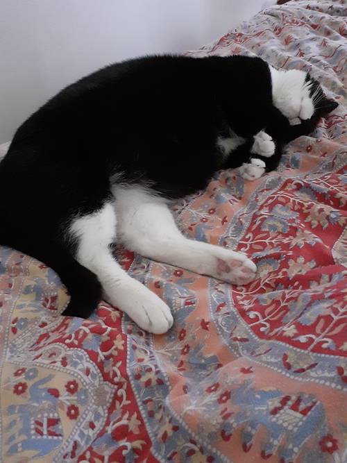 Propose visite et/ou garde d’animaux à domicile