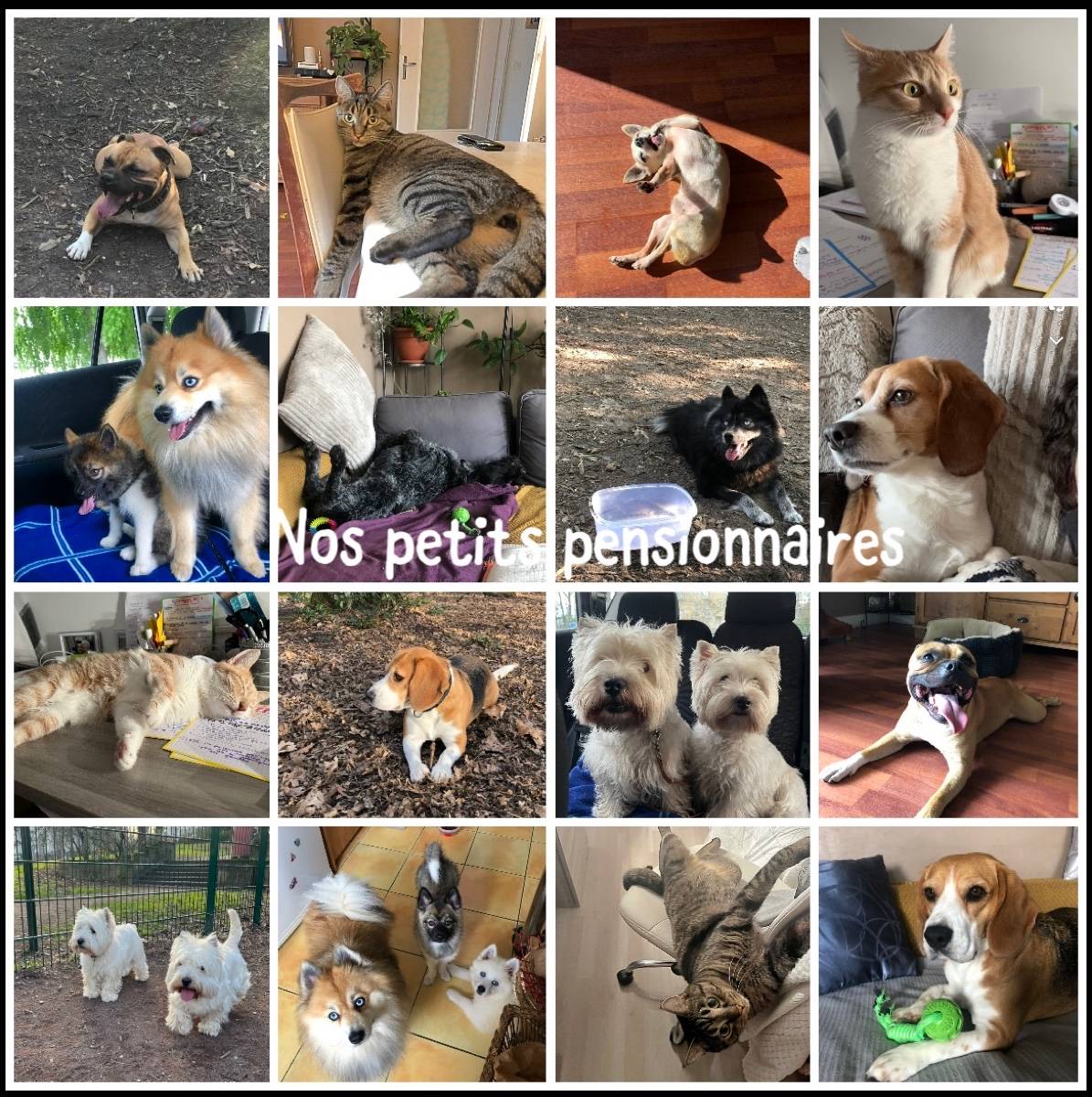 Propose garde de votre chien ou chat