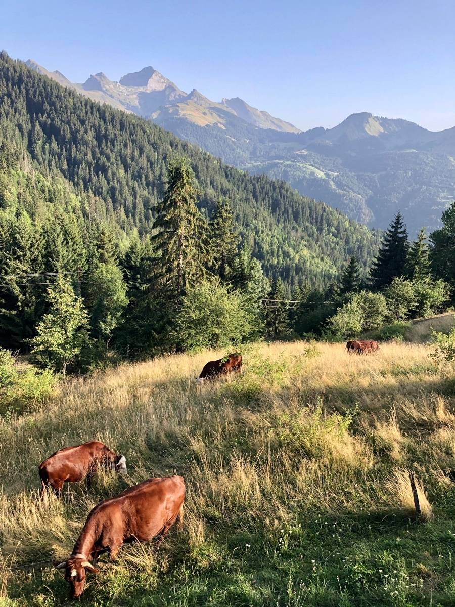 Une photo de l’annonce de location de vacances