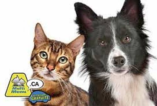 Propose Garde chien et chat