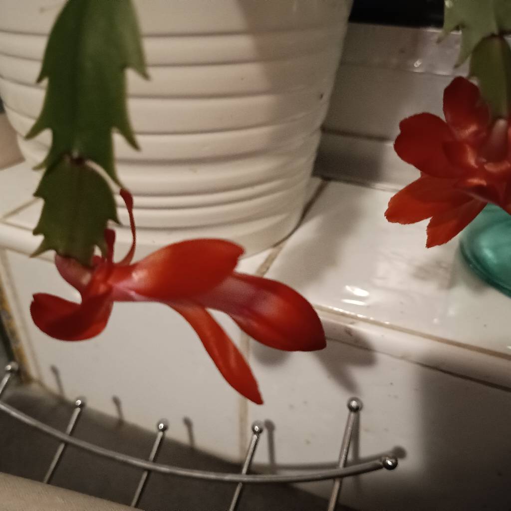 Propose babysitting d’enfants à garder, à temps plein ou partiel