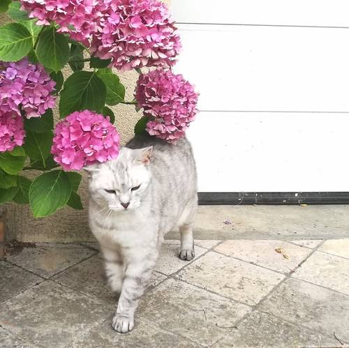 Visites de vos chats 😺 - Versailles/Le Chesnay