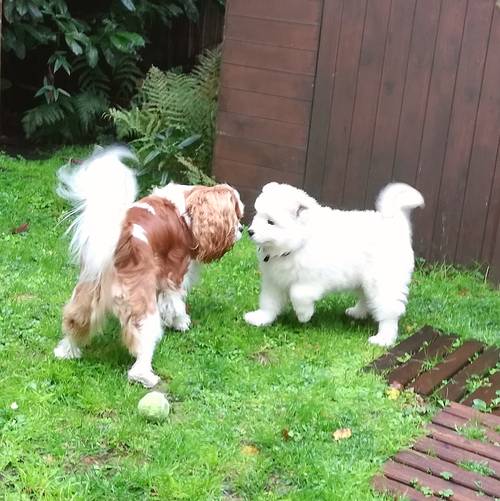 Services de petsitting 🐶- Versailles/Le Chesnay