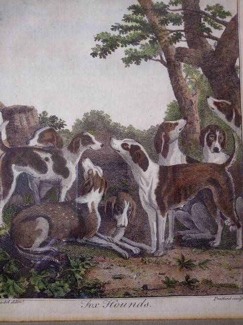 Gravure originale anglaise c. 1790, meute de chasse à courre