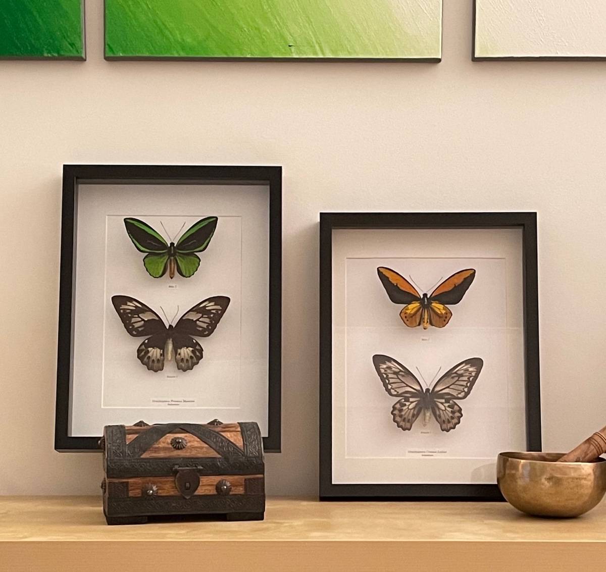 Papillons naturalisés sous cadre