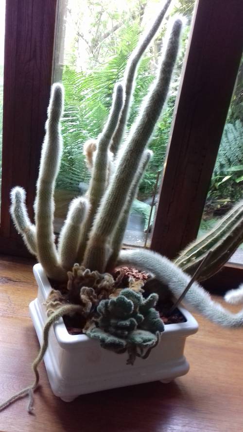 Composition de cactées
