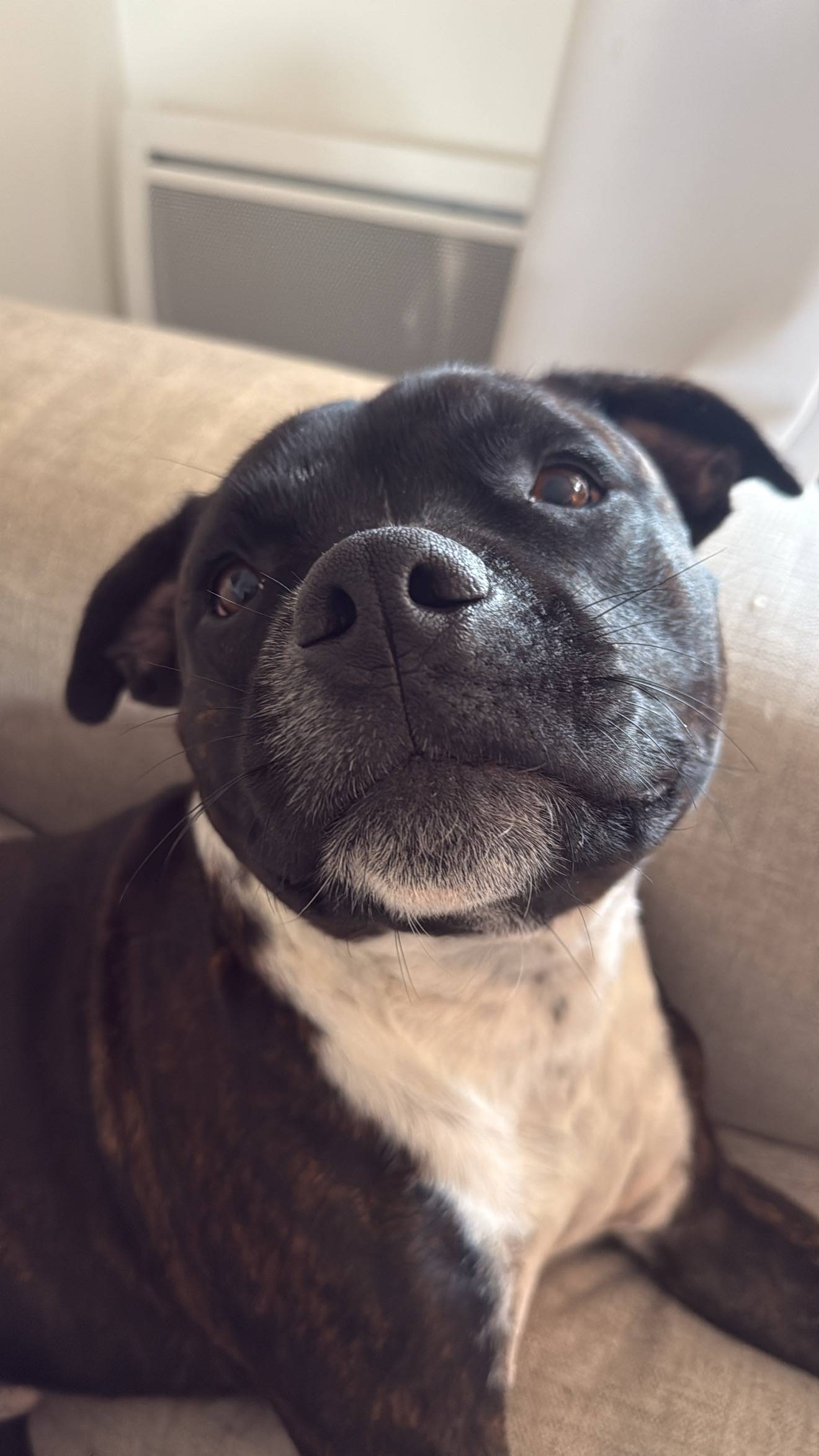 Estelle