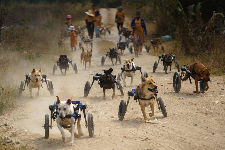 Assistante vétérinaire propose promenades de chiens aux besoins spécifiques et éducation canine