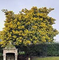 Amélie