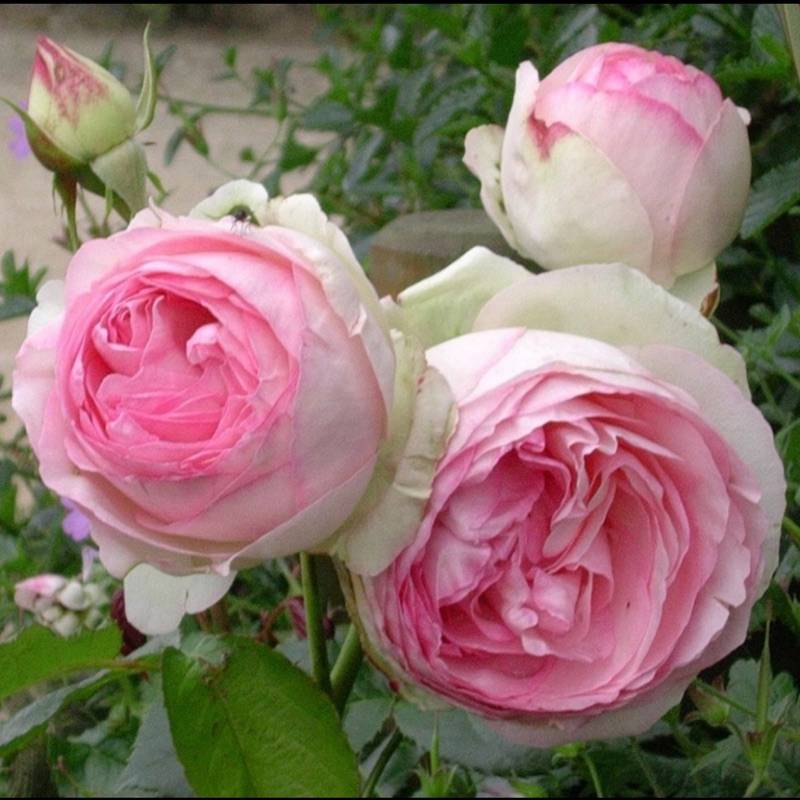 Marie L.