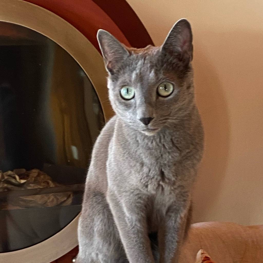 Michèle