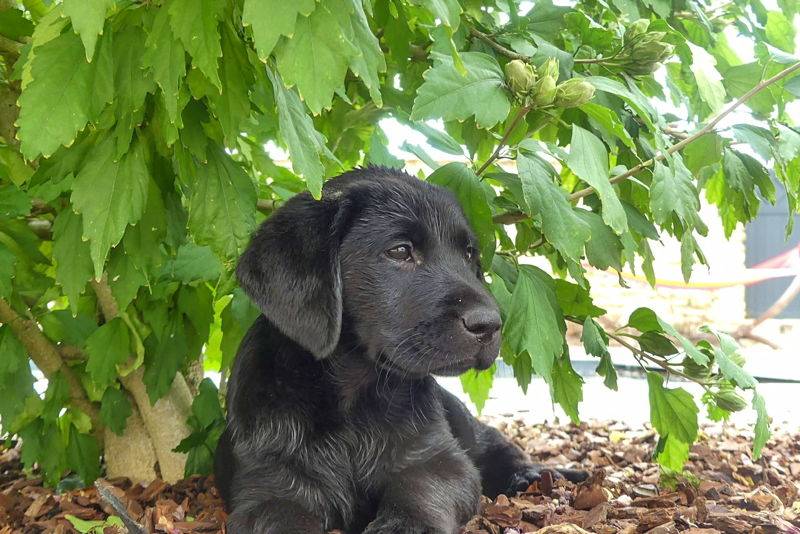 Axel