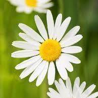Marguerite-Marie