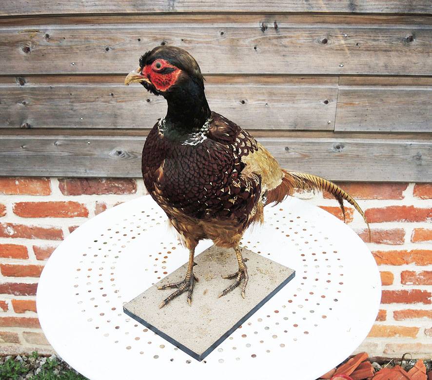 Geai empaillé/naturalisé Taxidermie - Le grenier de Véronique