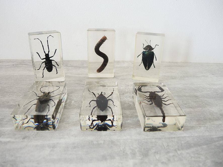 Ancienne Collection de 15 Véritables Insectes en Inclusion