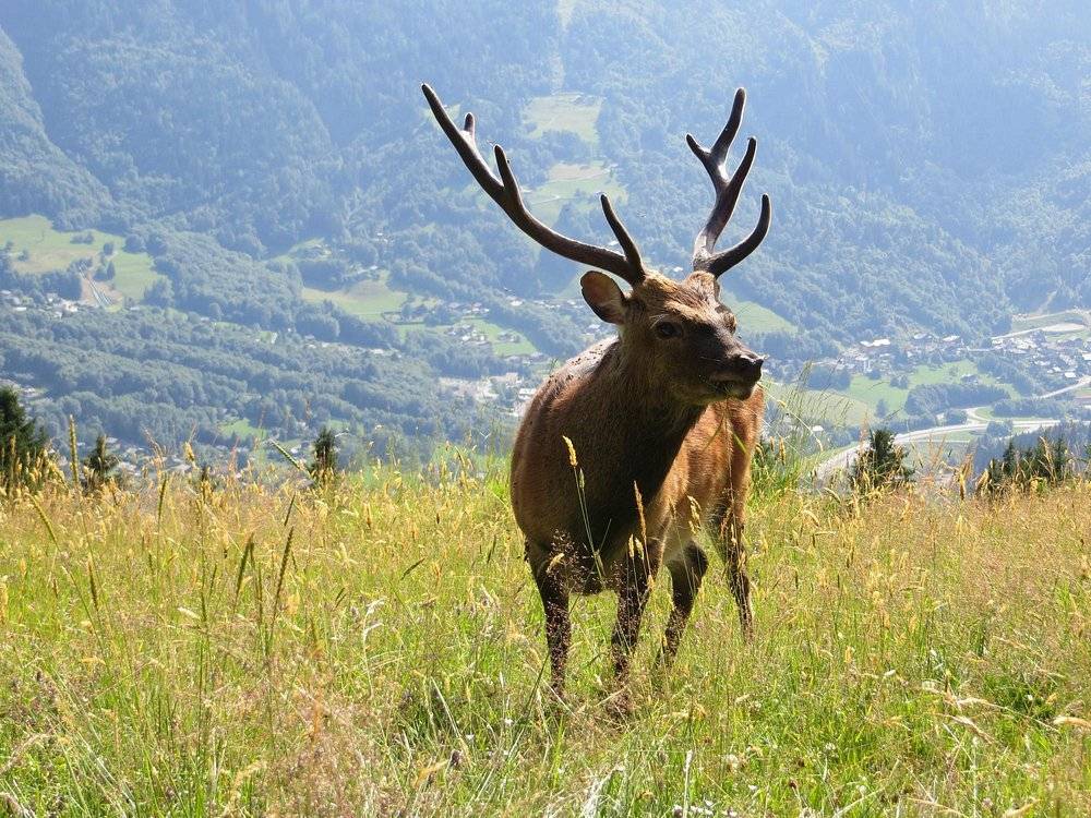 Une photo de l’annonce de location de vacances