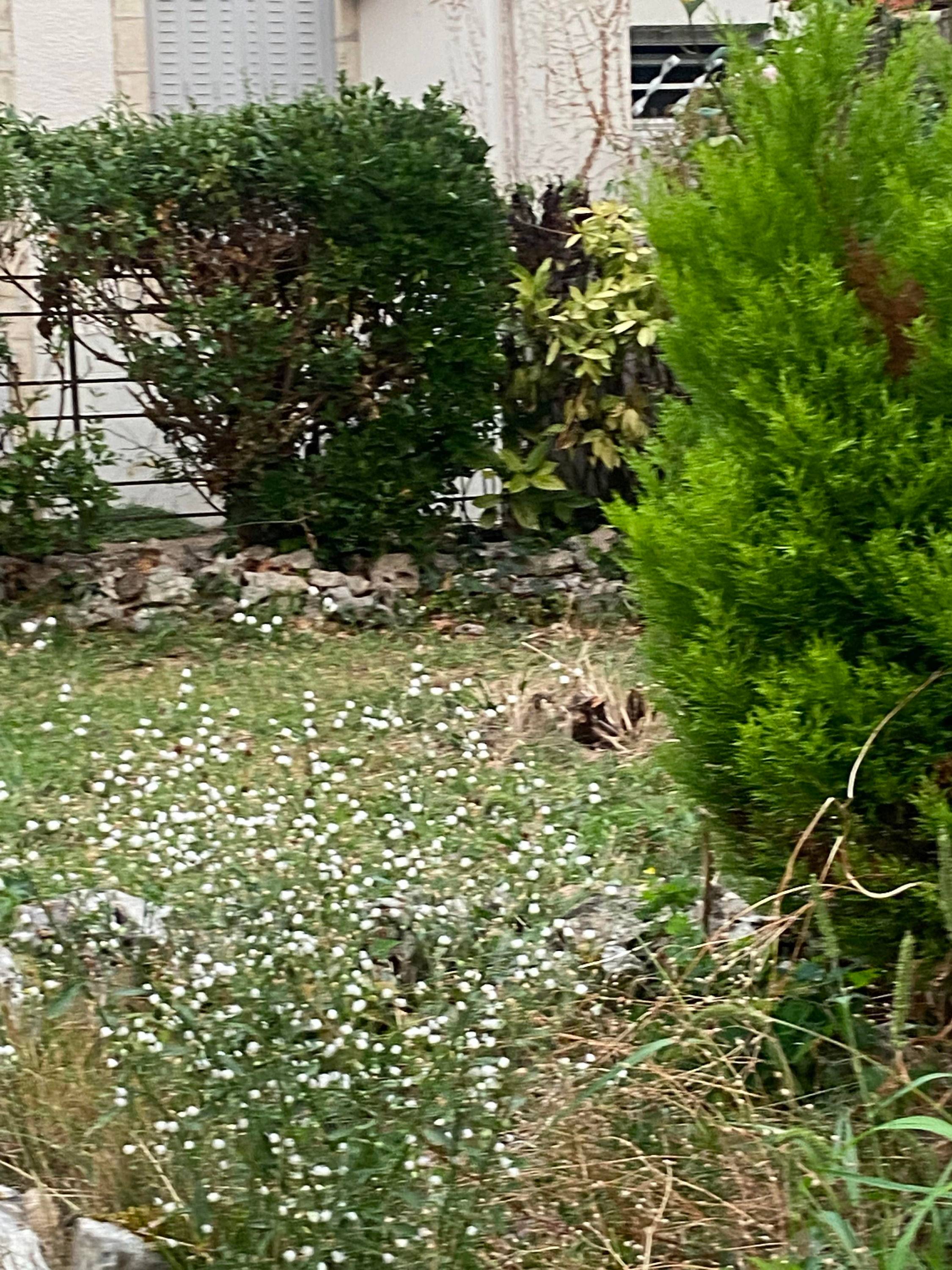 Une photo de l’annonce