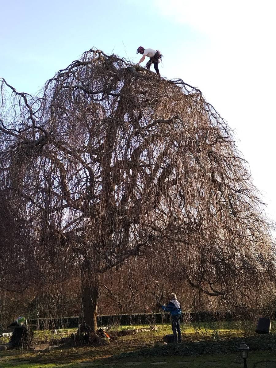 Arboriste Élagueur - taille, abattage, entretien