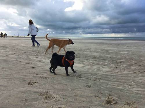 Propose balades en forêt pour vos chiens - Neuilly-sur-Seine