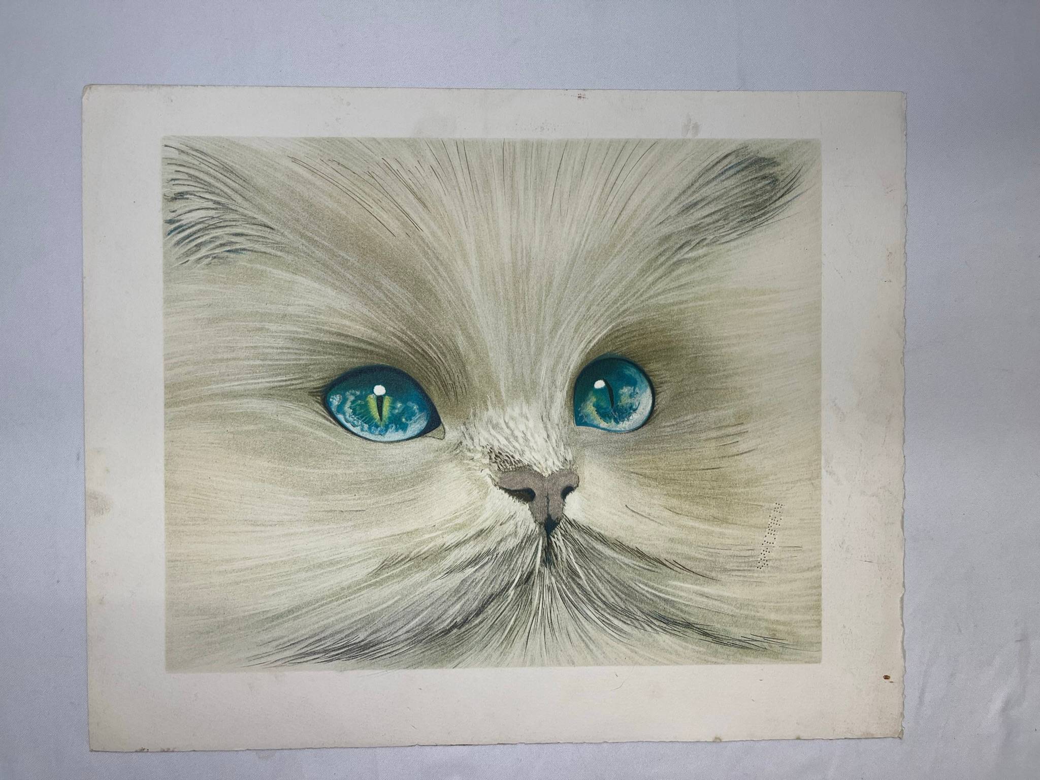 Vends deux lithographies spécimen dessin tête de chat XXIème