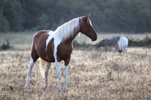 Propose stage ou bénévolat pour immersion en Sologne : Entretien Écologique & Équitation Éthologique