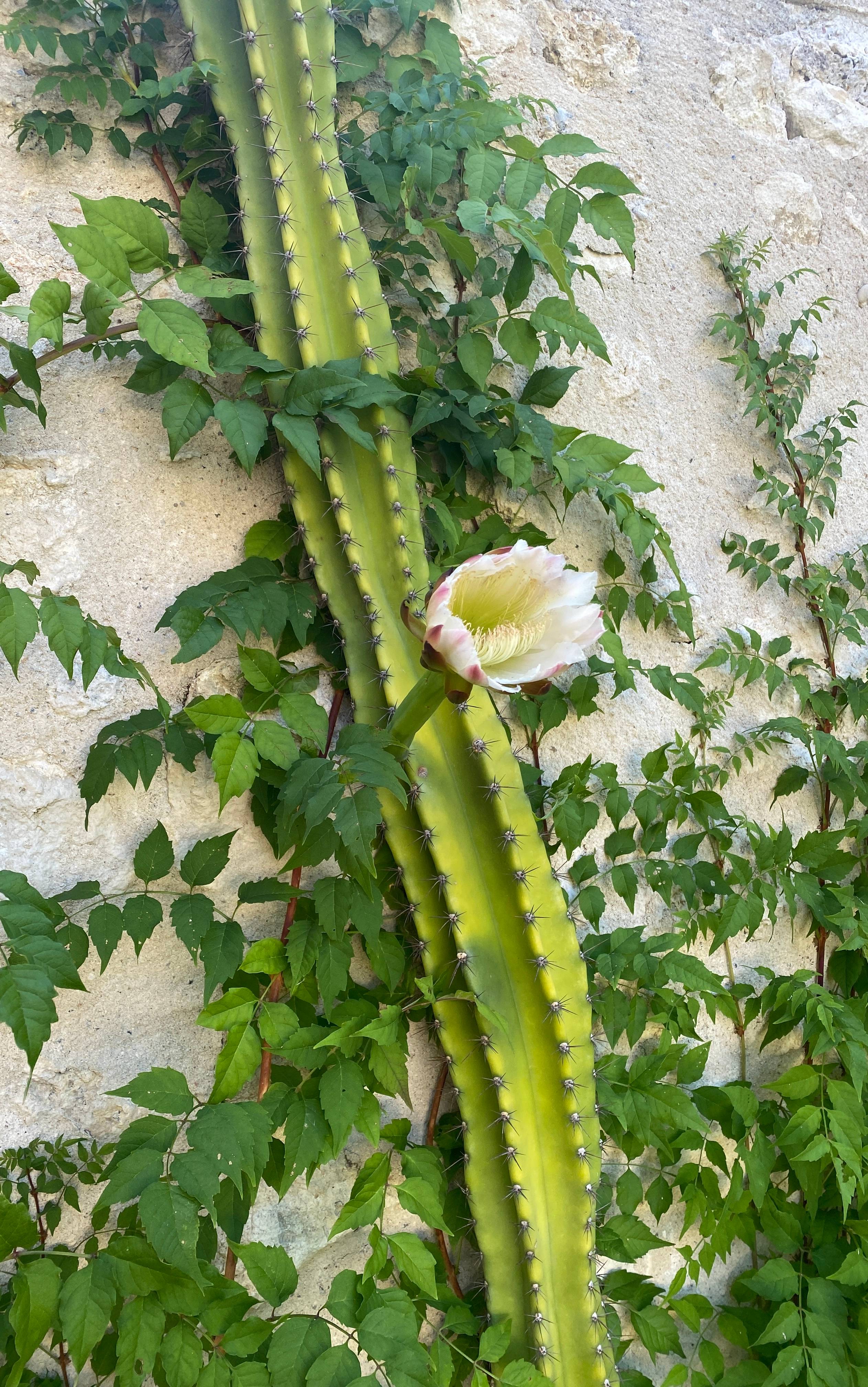 Cactus chandelle (cactus céréus)