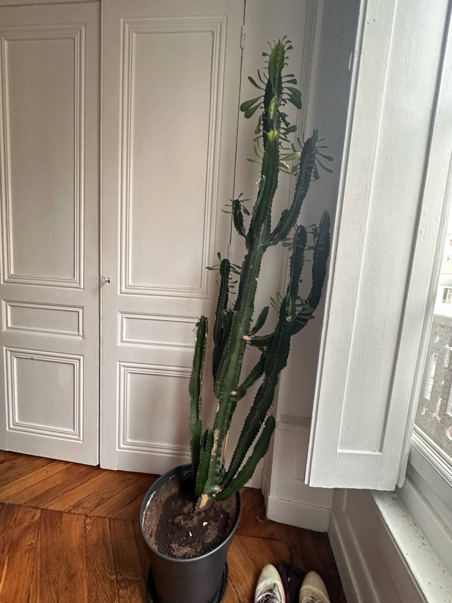 Cactus Euphorbe