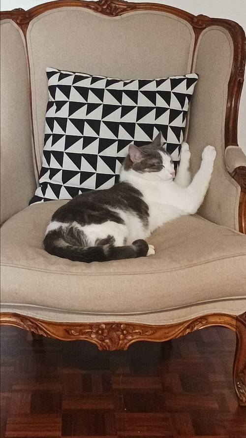 Catsiter garde votre chat