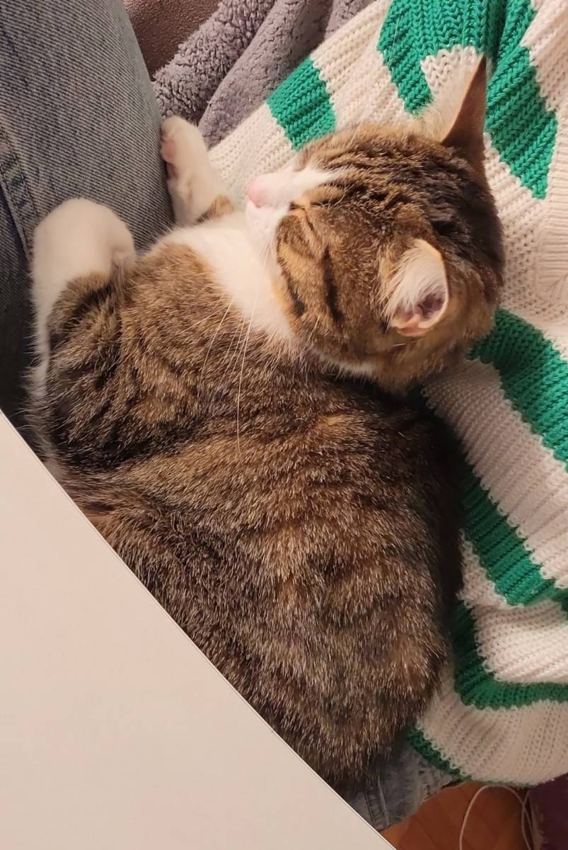 Propose catsitting