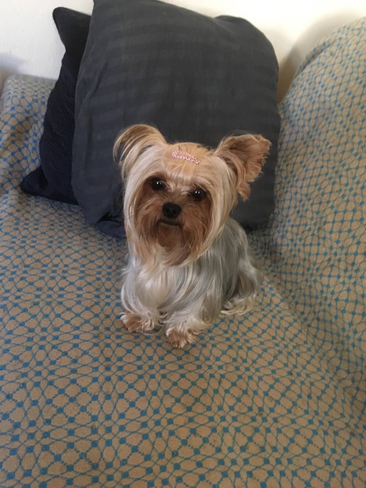 Une photo de l’annonce