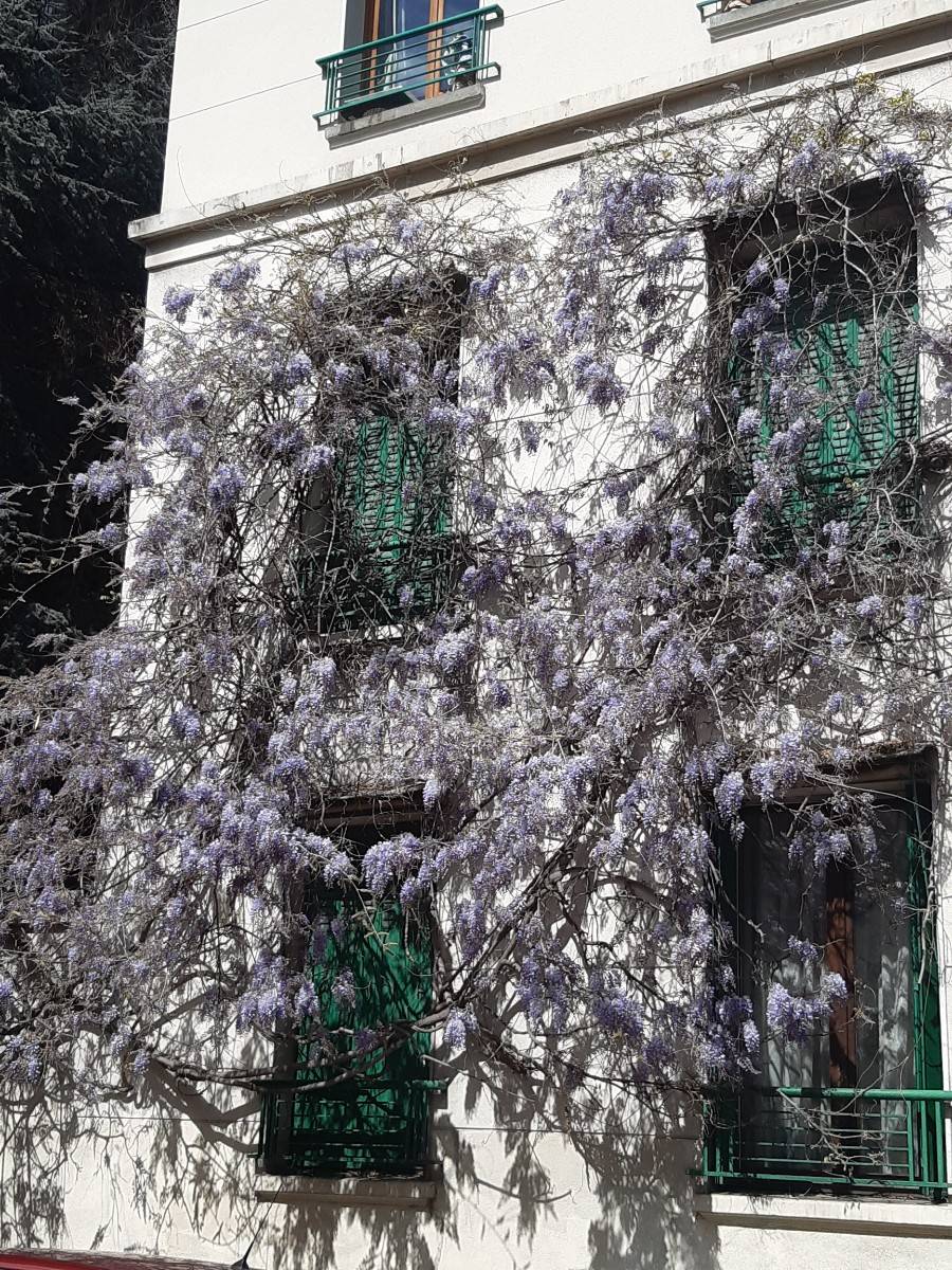 Une photo de l’annonce