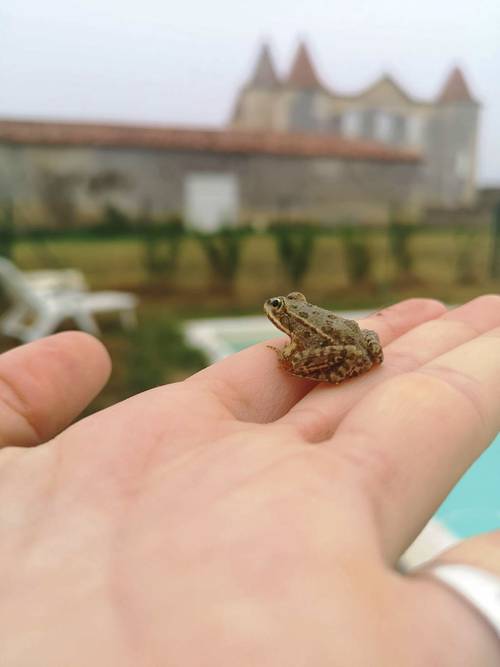 Loue Chateau de Caumale,landes,réception de 25 à 500 personnes - Escalans (40)