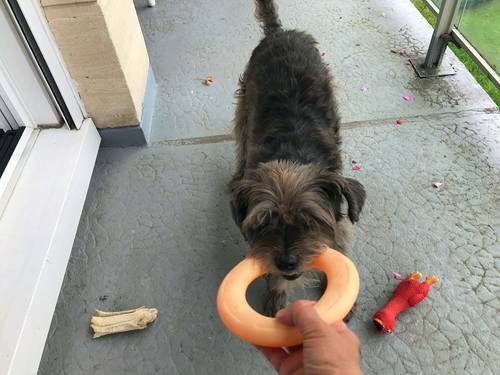 Propose garde de petits chiens Bailly/Noisy le Roi… (78)