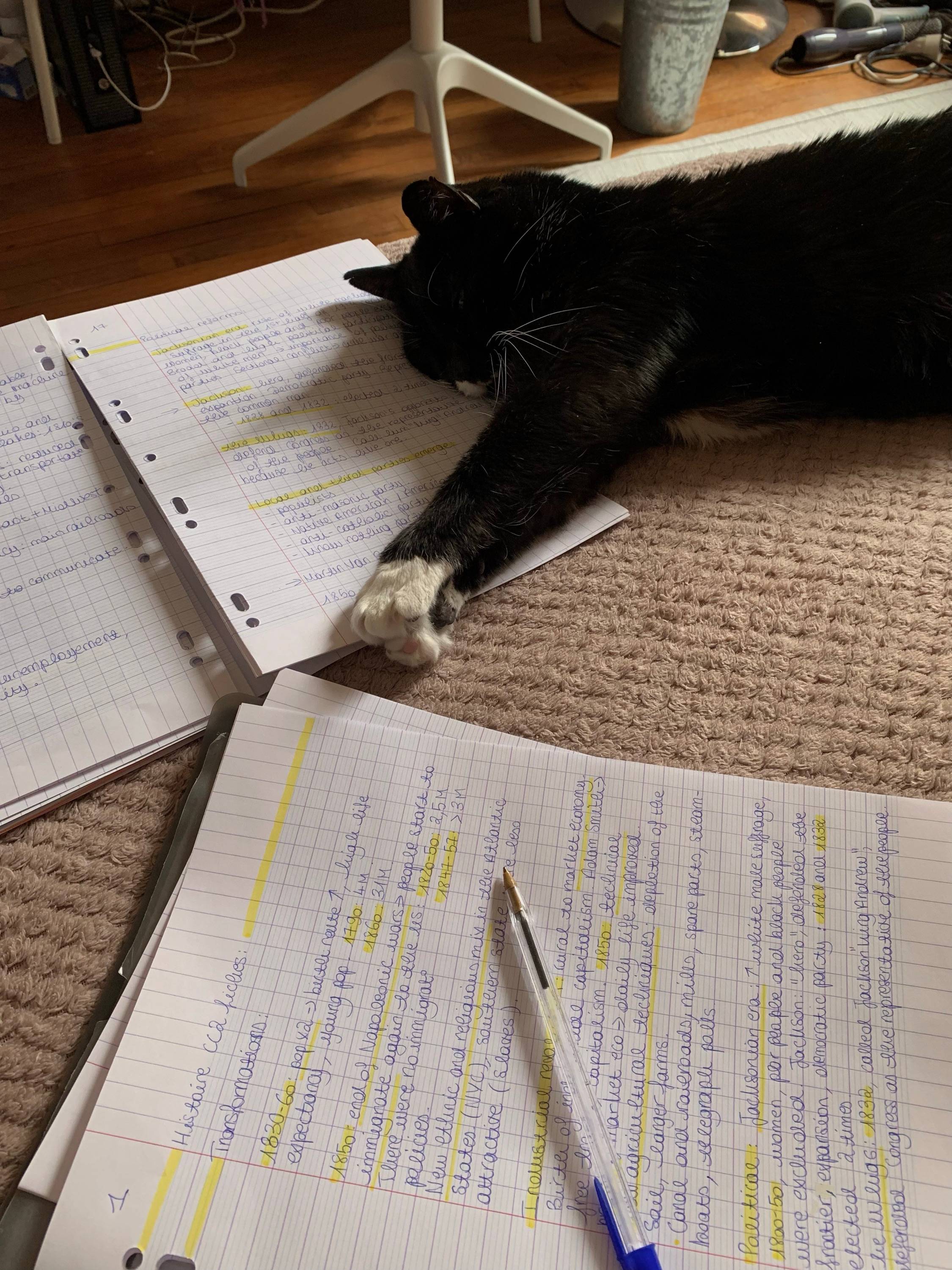 Propose cours d’anglais et aide aux devoirs
