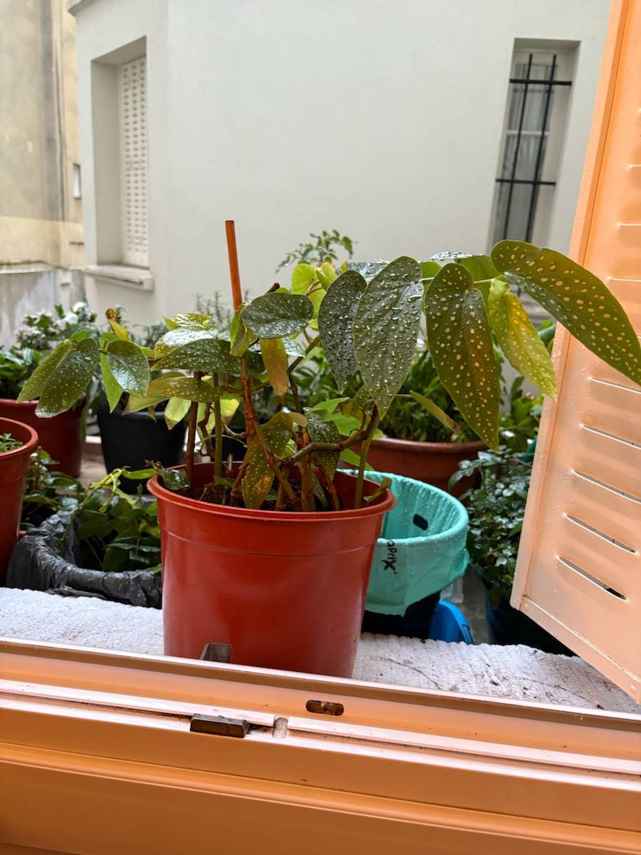 Vends Plante verte