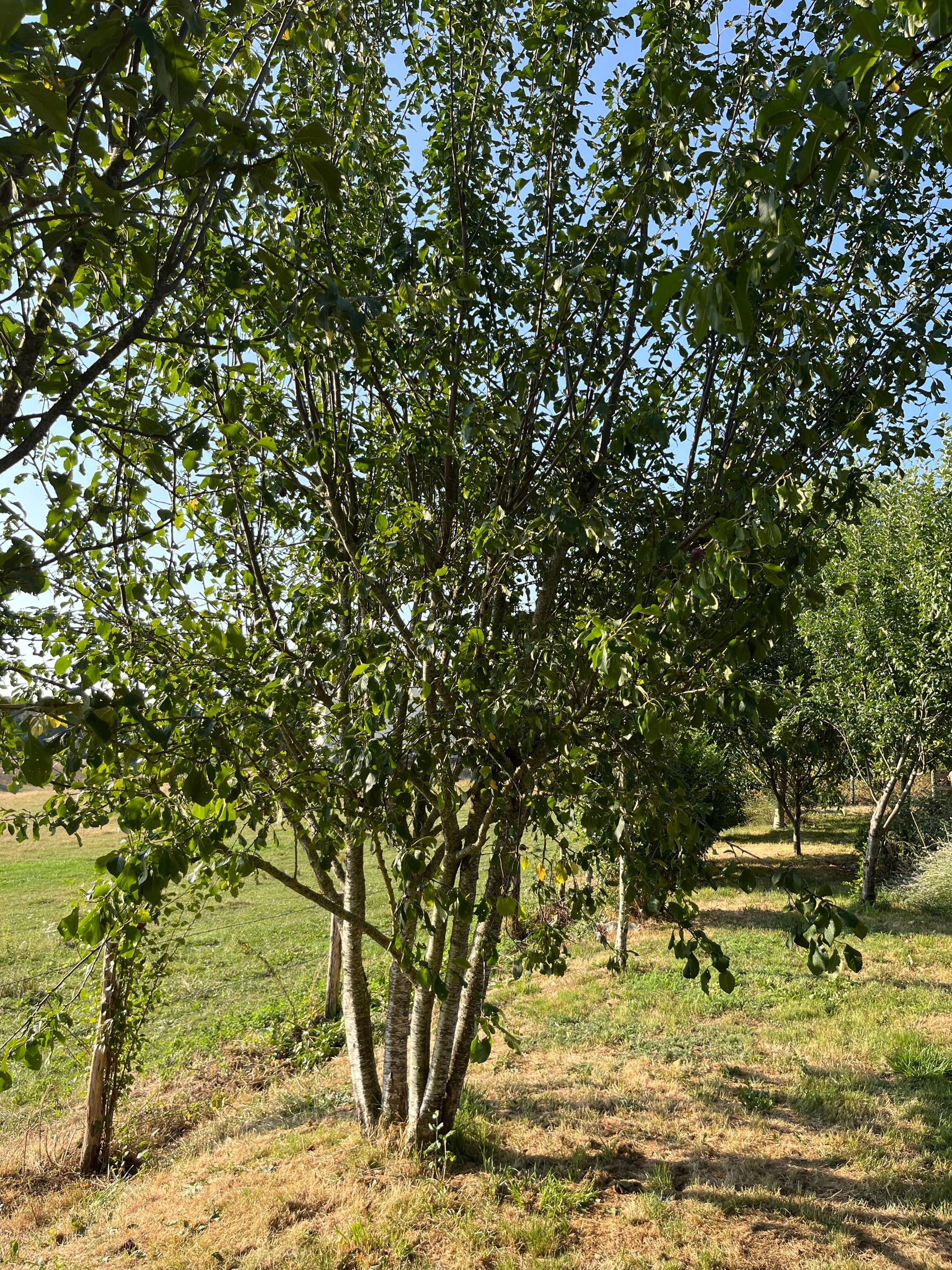 Vends prunes du jardin
