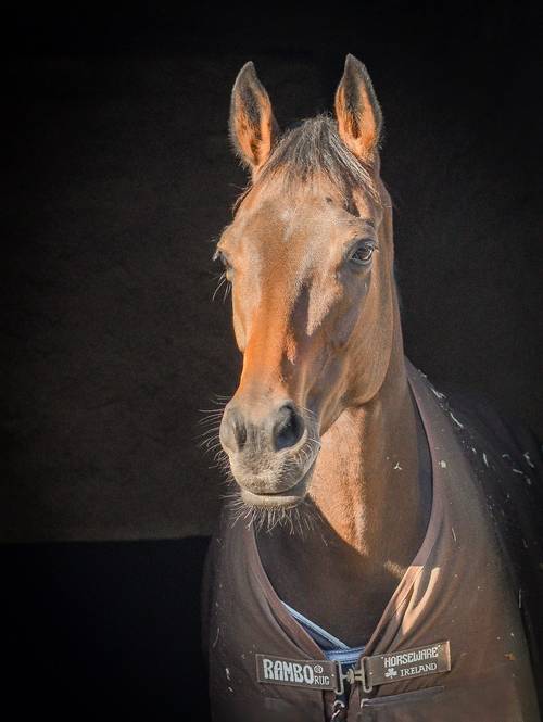 Propose Portraits équins