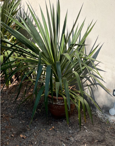 Vends yucca filamentosa 150 cm