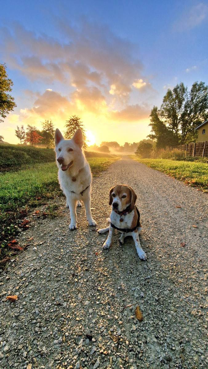 Propose services pour garde de chiens - Gradignan (33170)
