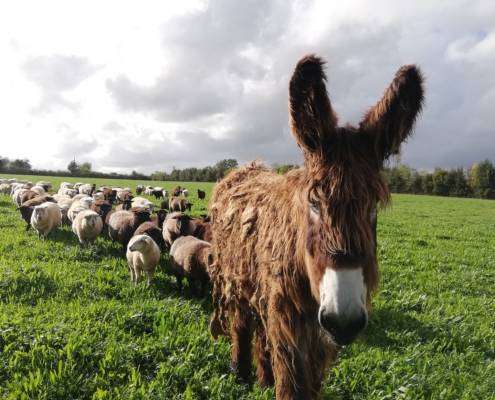 Vends agneau, bœuf, épeautre : vente en direct du producteur