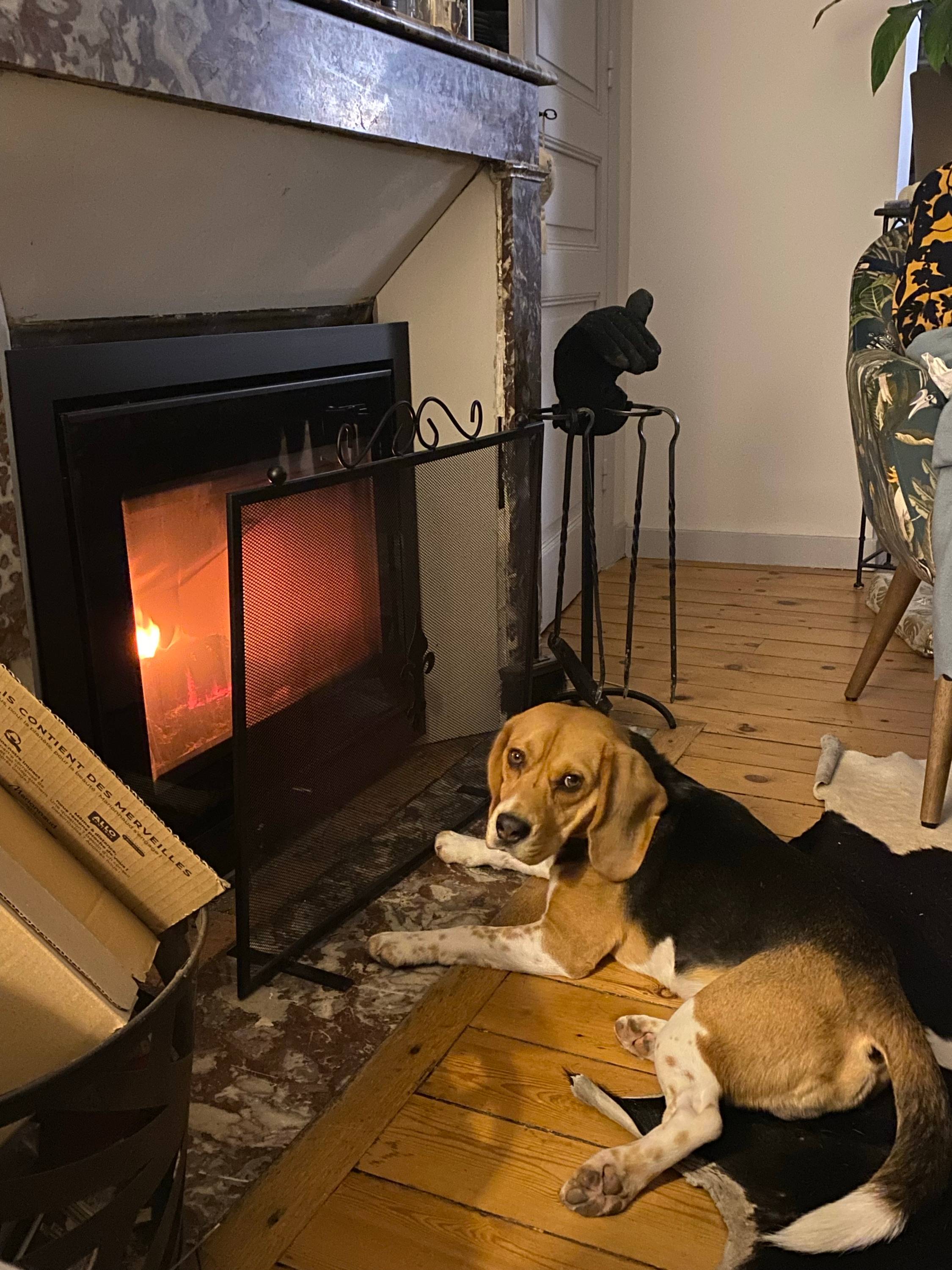 Propose garde et promenade de chien
