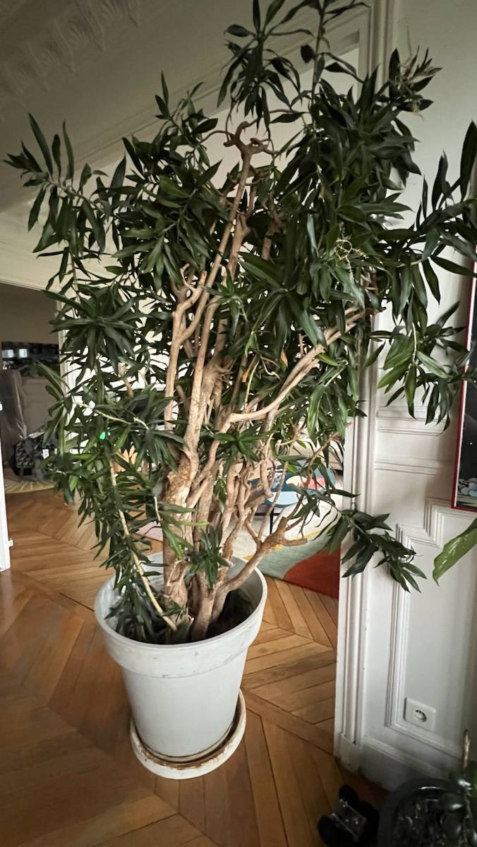Grande Plante D Interieur 2m