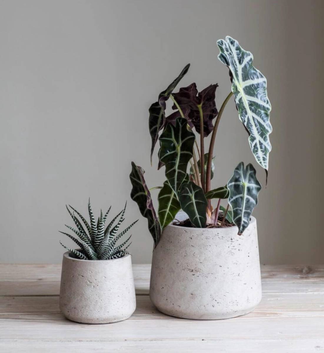 Lot de 2 pots en ciment - Stratton Tapered Pots - Garden Trading